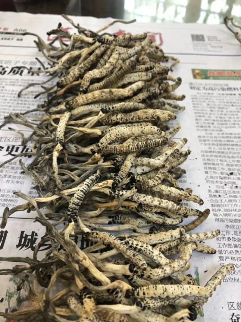冬虫夏草袋装