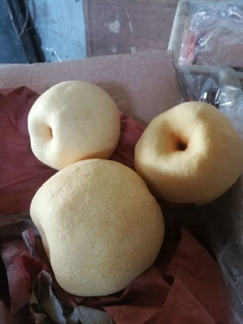 酥梨250~300g纸袋