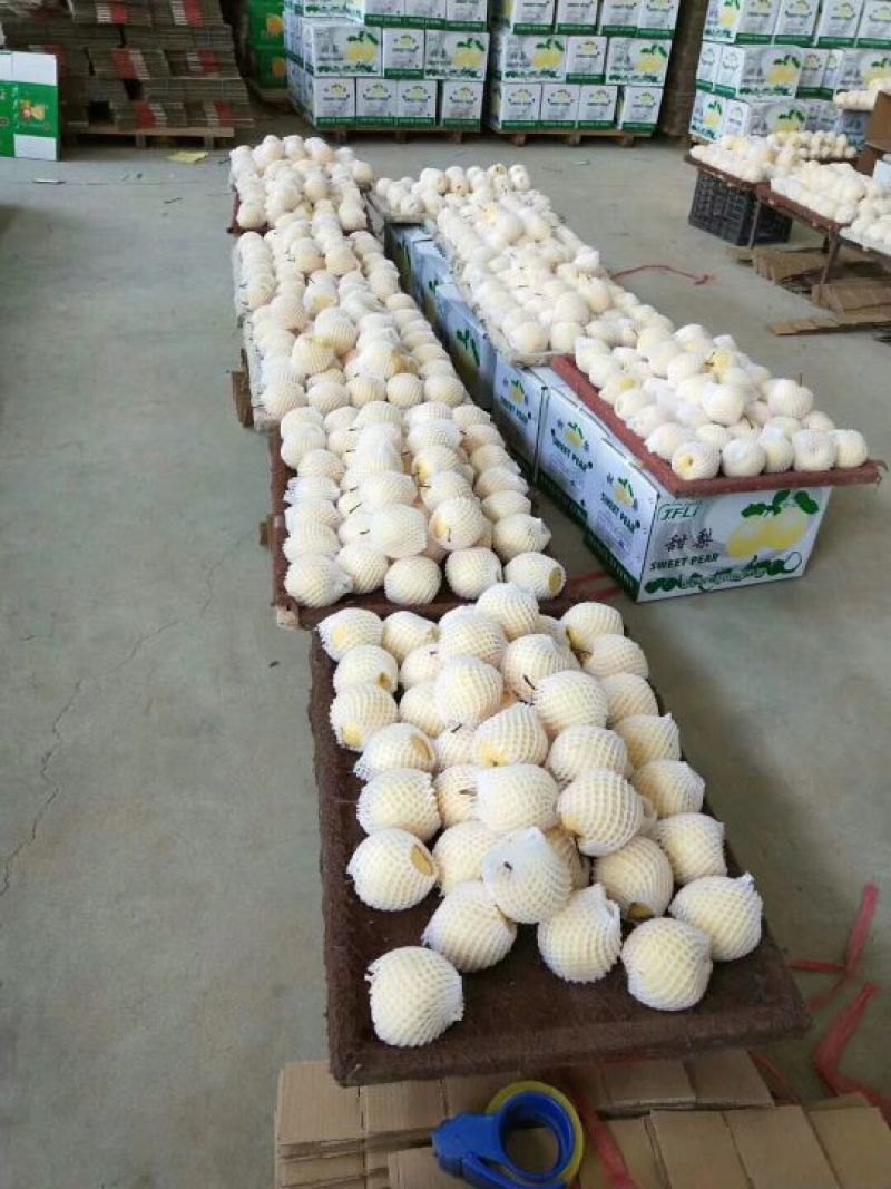 酥梨250~300g纸袋