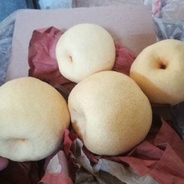 酥梨250~300g纸袋