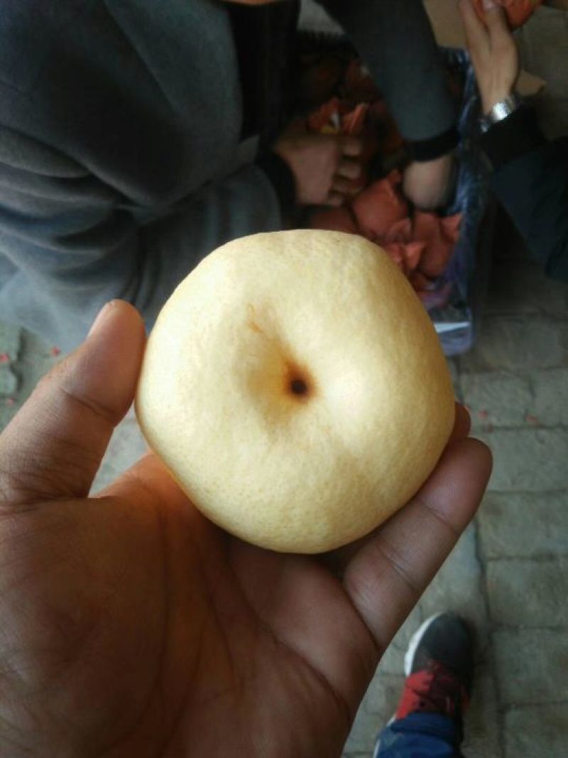 酥梨250~300g纸袋