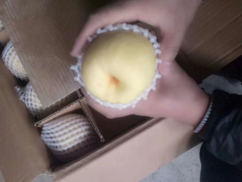酥梨250~300g纸袋
