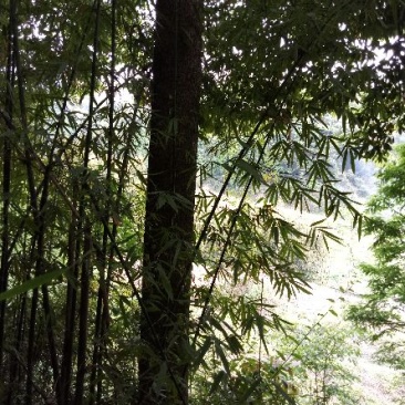 雷竹4~5m