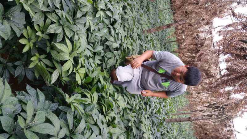 云南文山25头足干.厂家批发.促销远销美国，药企合作伙伴