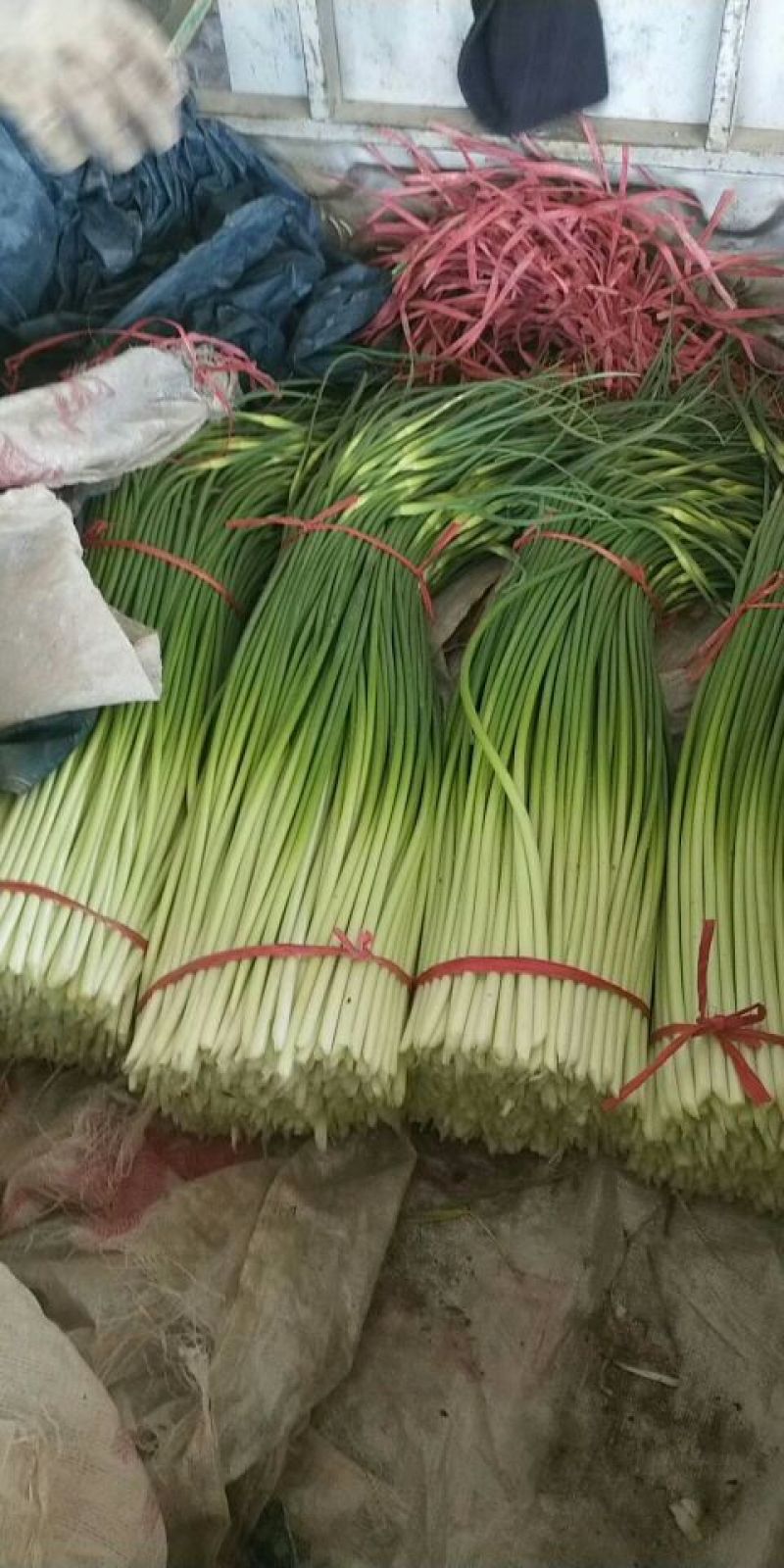 红帽蒜薹，白帽蒜薹！质量很好！欢迎新老客户前来选购！