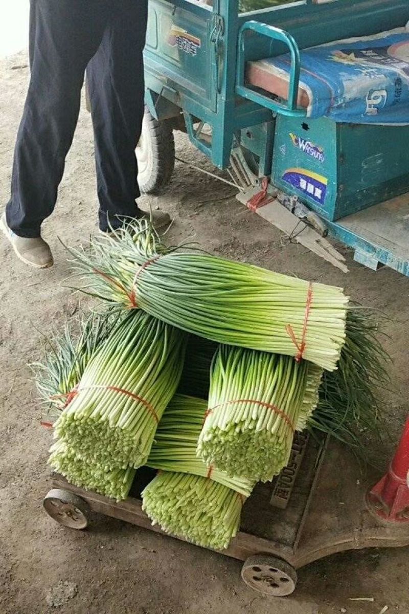 红帽蒜薹，白帽蒜薹！质量很好！欢迎新老客户前来选购！