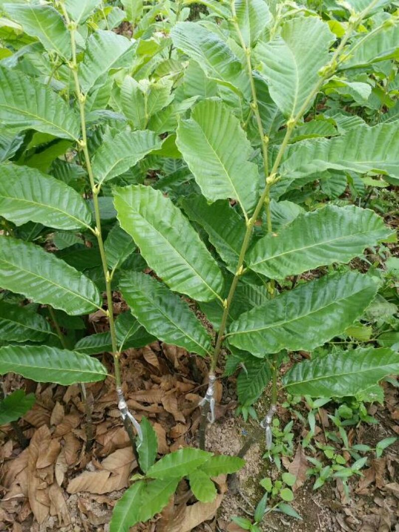 大红袍板栗苗30cm以下