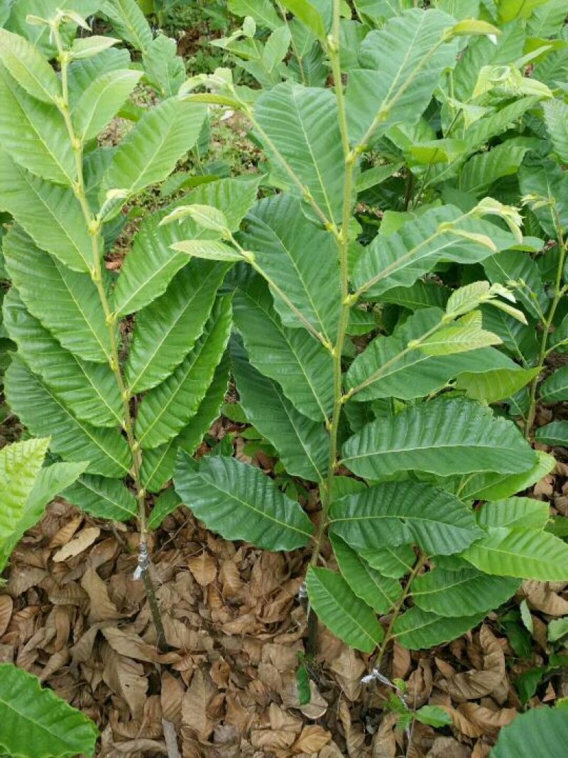 大红袍板栗苗30cm以下
