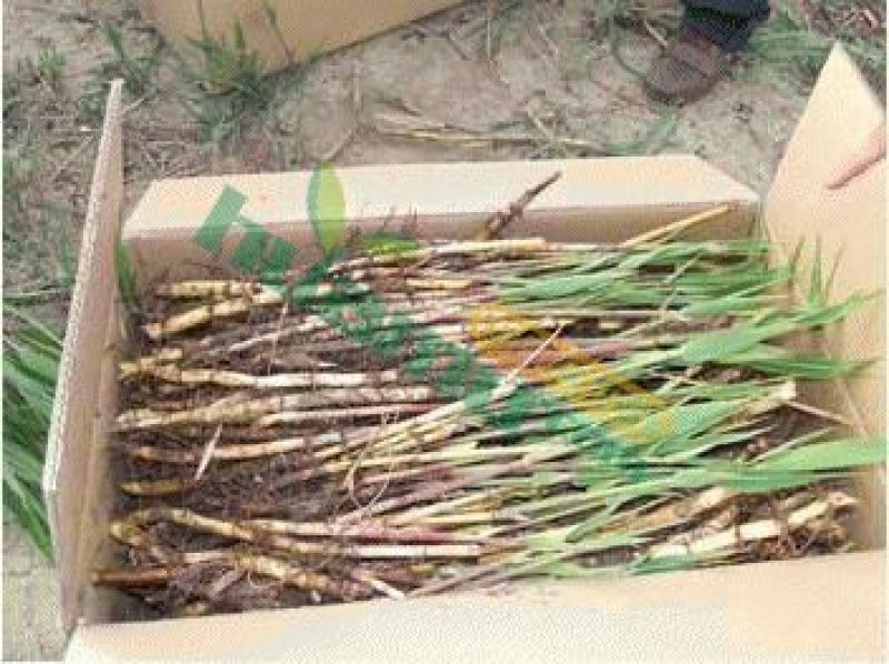 芦苇60cm以上