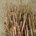 芦苇60cm以上