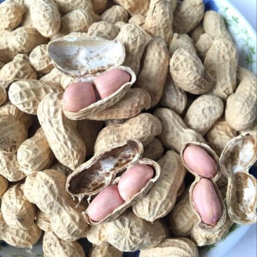 白沙系列干货带壳，手工挑选，壳薄仁大
