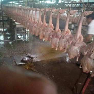 白条鸭各种规格的白条鸭。手续齐全。