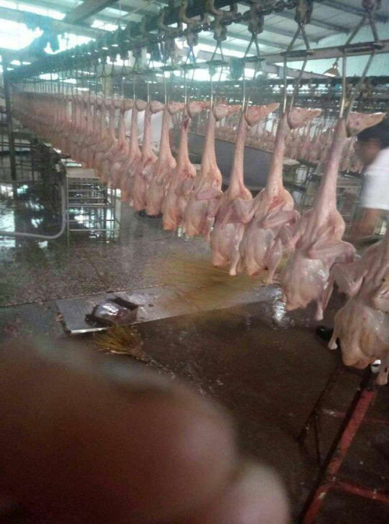 白条鸭各种规格的白条鸭。手续齐全。