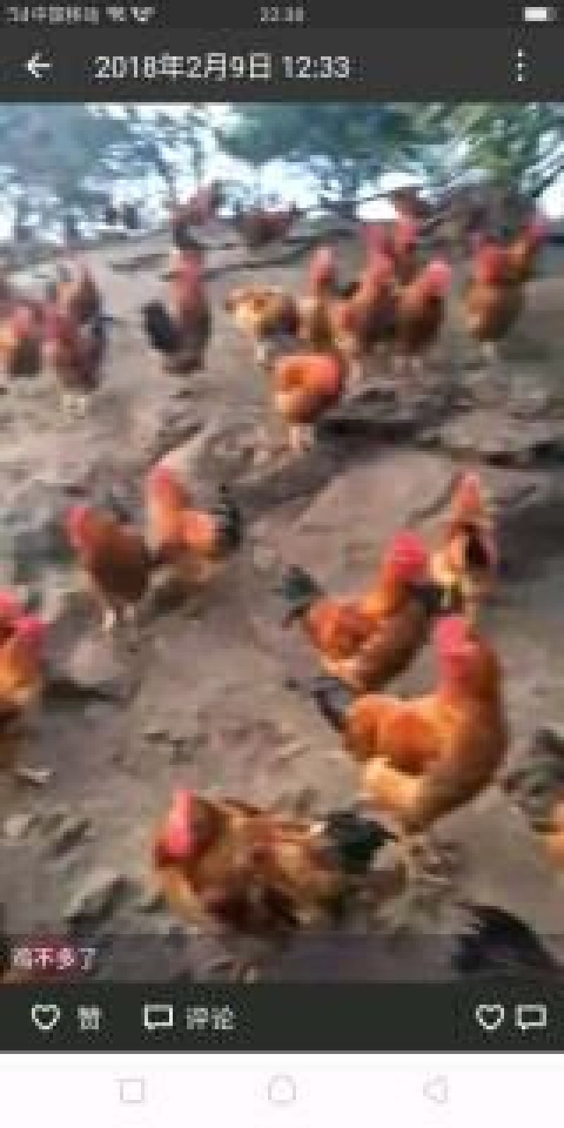 鸡散养土鸡3~4斤