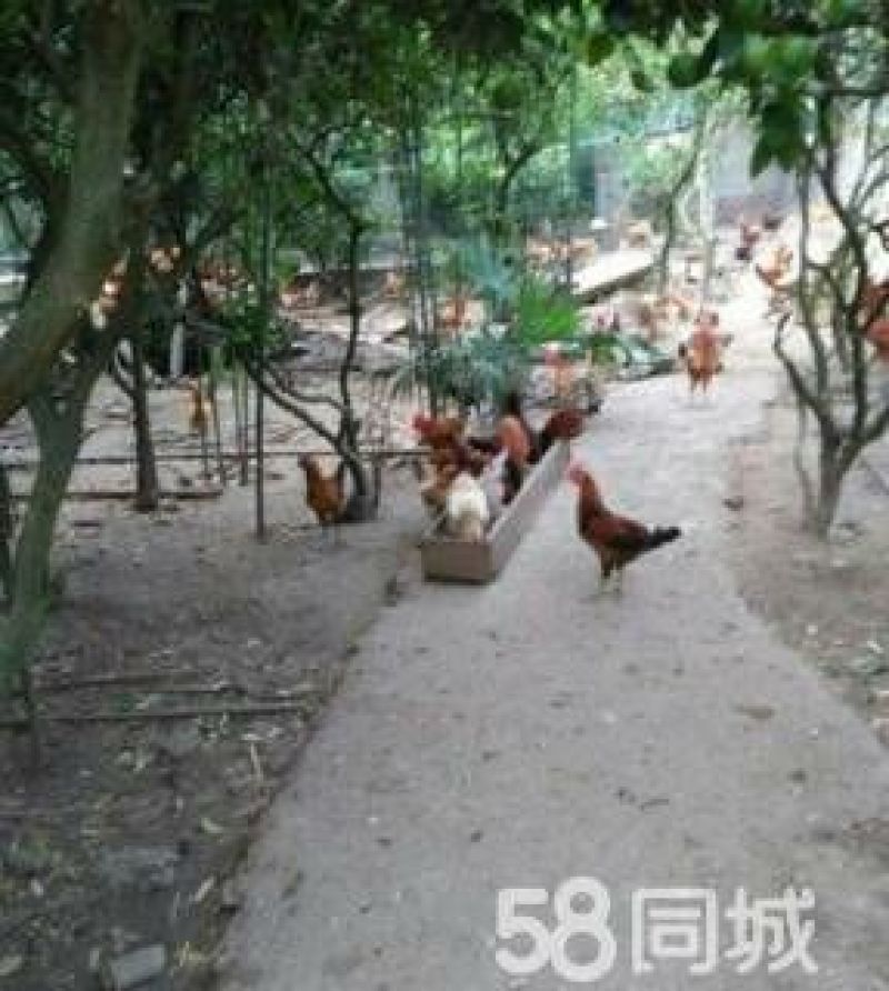 鸡散养土鸡3~4斤
