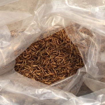 黄粉虫饲料