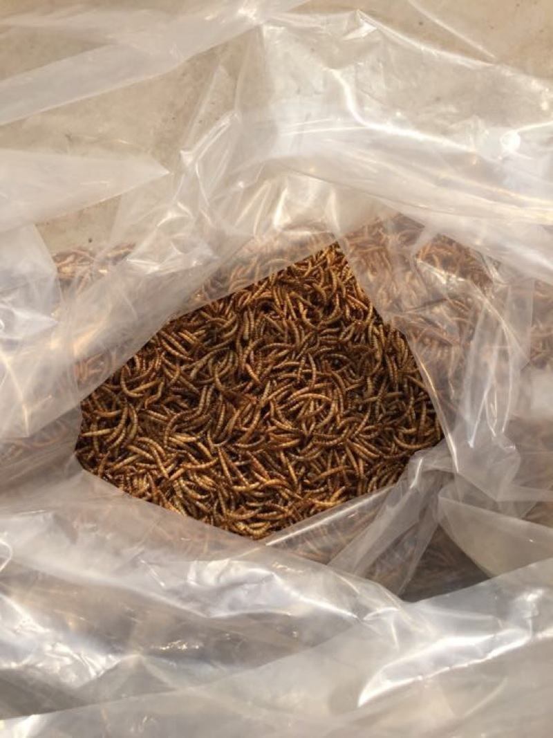 黄粉虫饲料