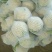 白花菜花产地直达量大货优各类应季蔬菜