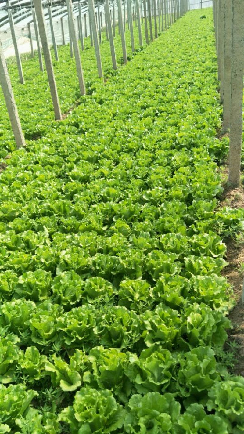 意大利生菜4两~5两，意大利生菜，可视频，可现场