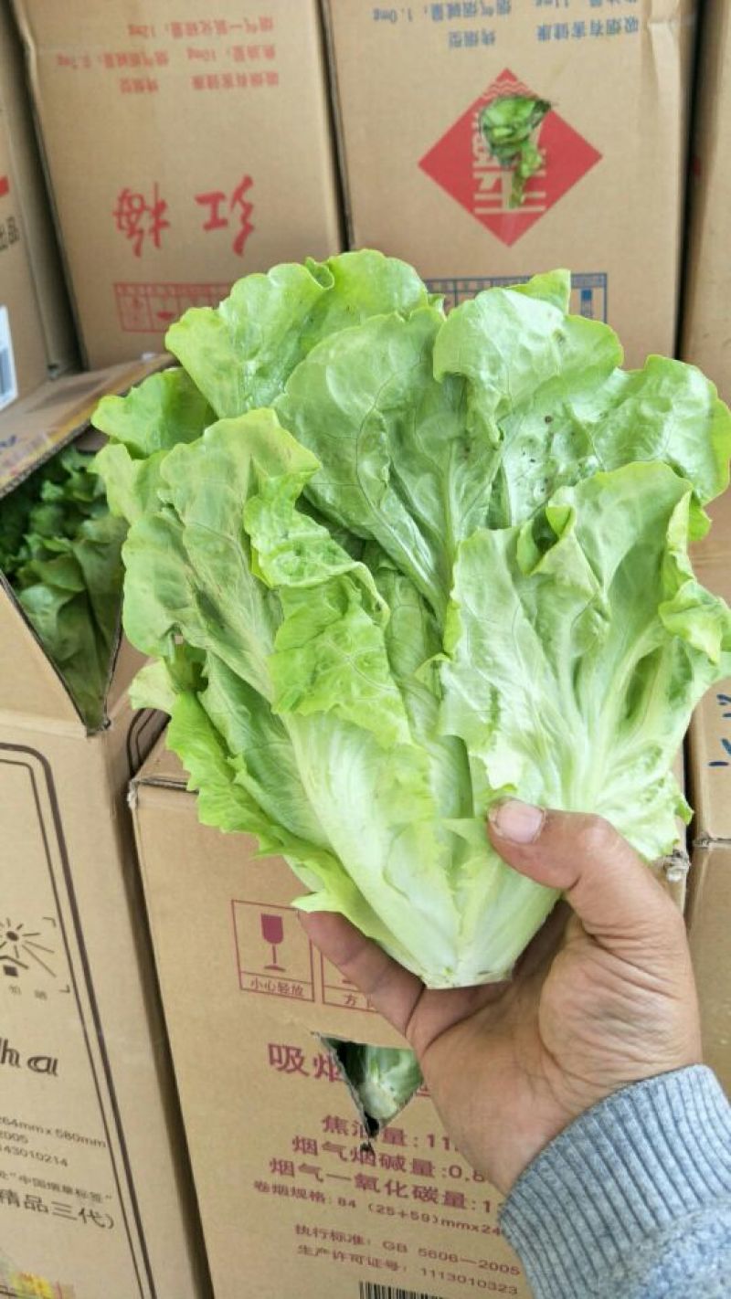 意大利生菜4两~5两，意大利生菜，可视频，可现场
