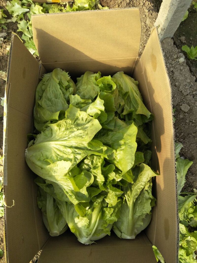 意大利生菜4两~5两，意大利生菜，可视频，可现场