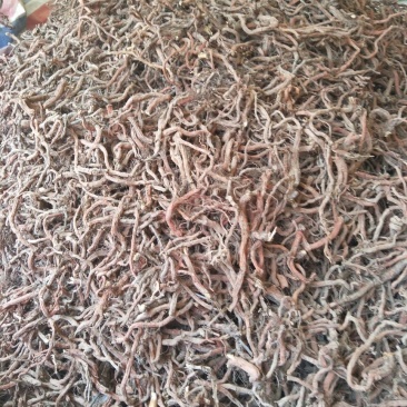 丹参统个