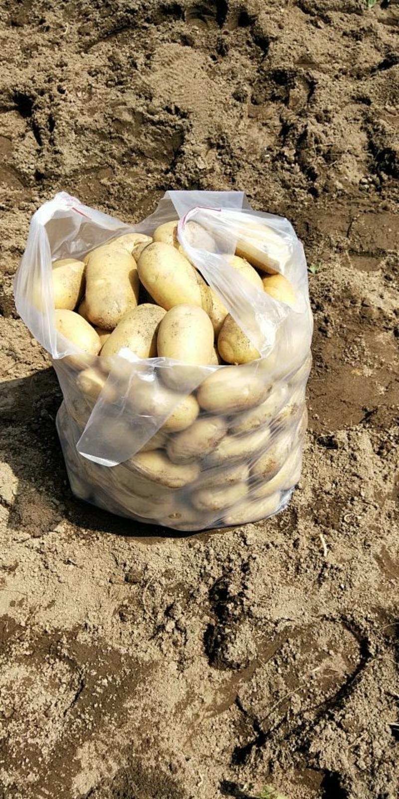 精选-福建土豆产地直销规格齐全大量供应-量大价优