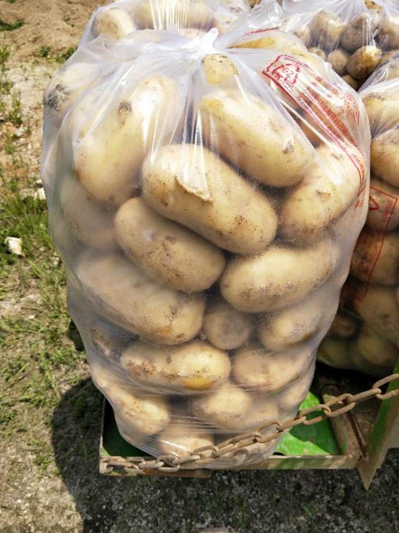 精选-福建土豆产地直销规格齐全大量供应-量大价优