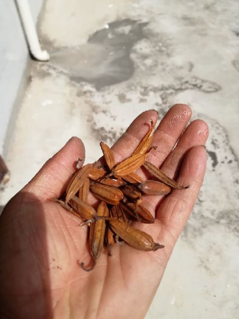 干白芨种子95%以上