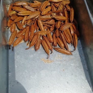 干白芨种子95%以上