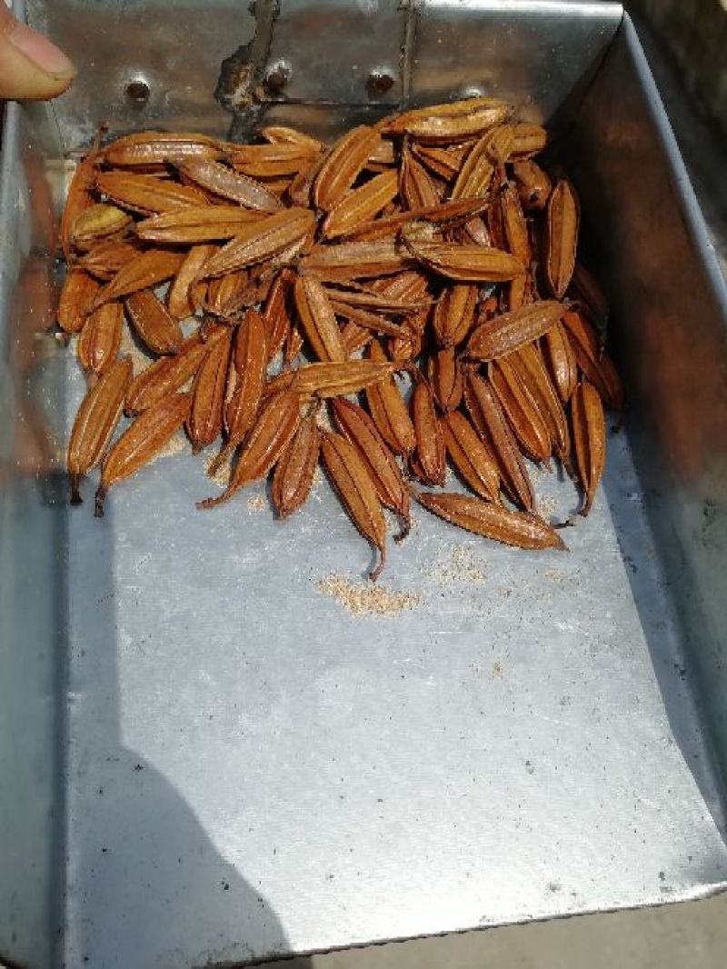 干白芨种子95%以上