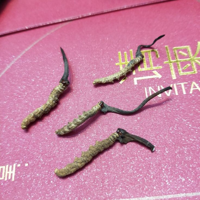 冬虫夏草盒装