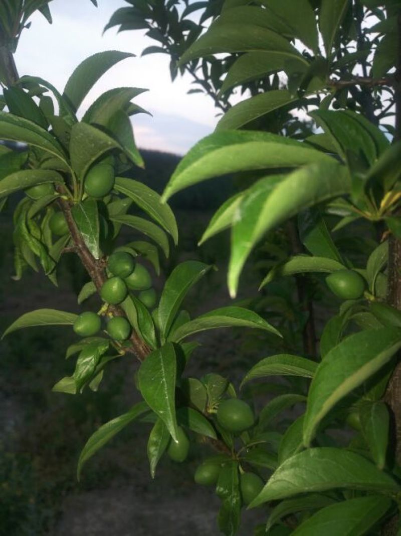 特早蜜橘5~5.5cm