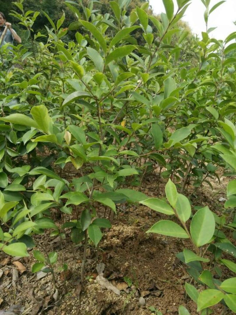 油茶苗30~50cm