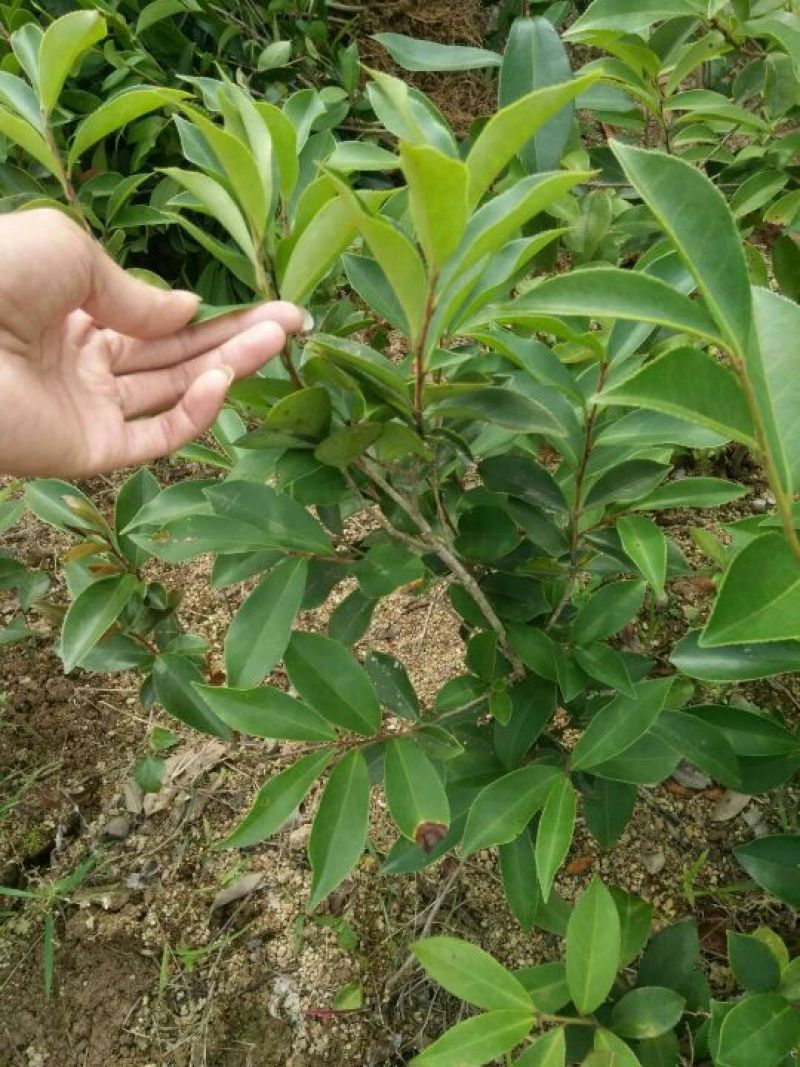 油茶苗30~50cm