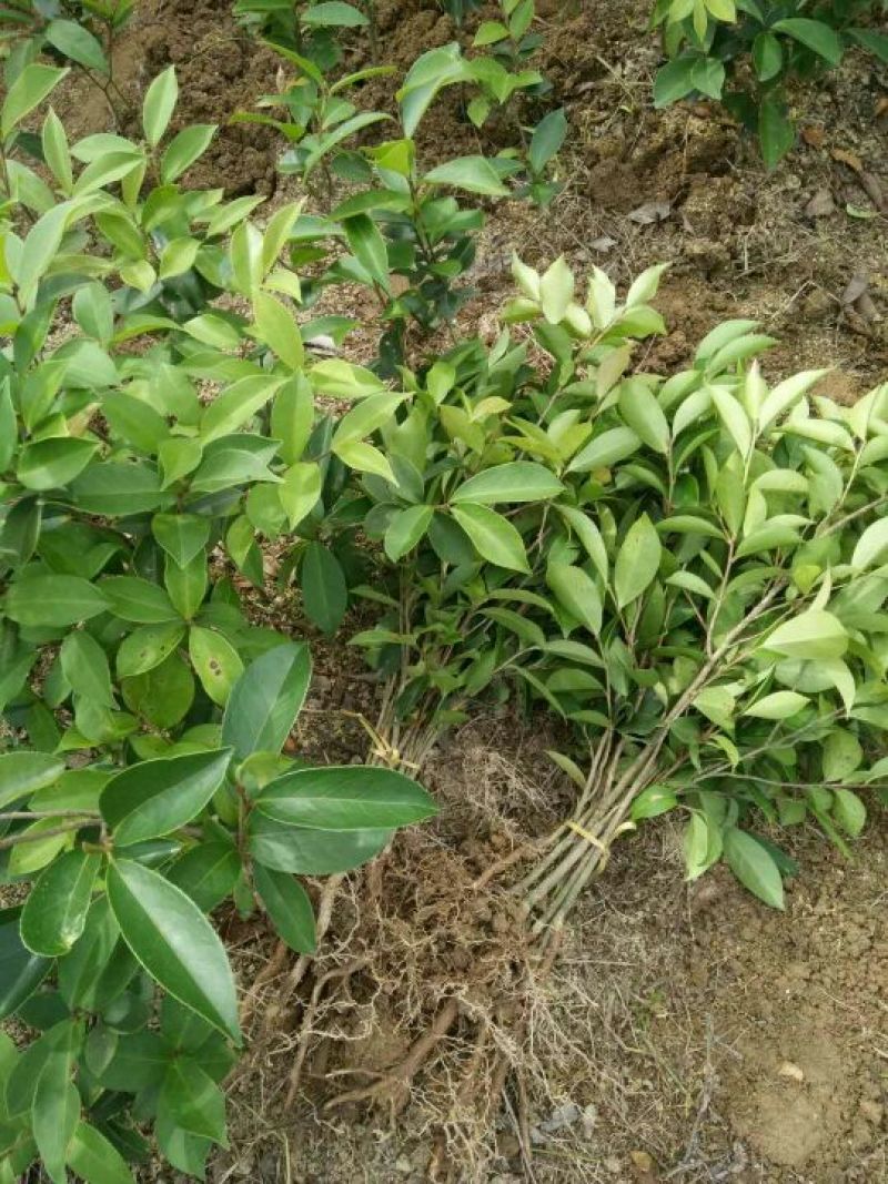 油茶苗30~50cm