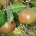 油茶苗30~50cm