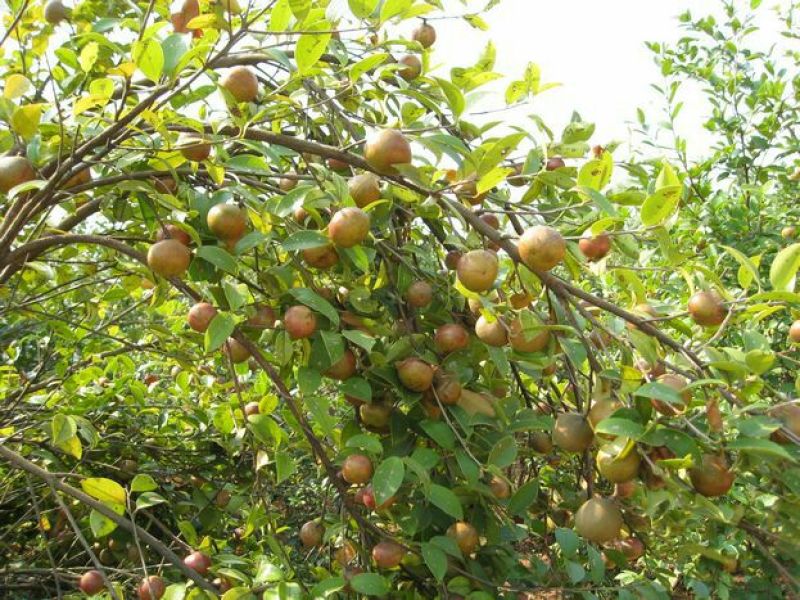 油茶苗30~50cm