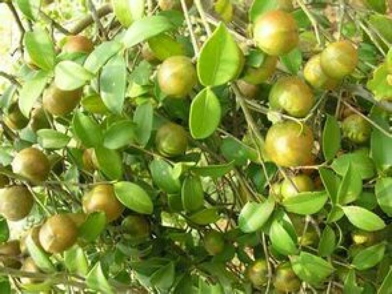 油茶苗30~50cm