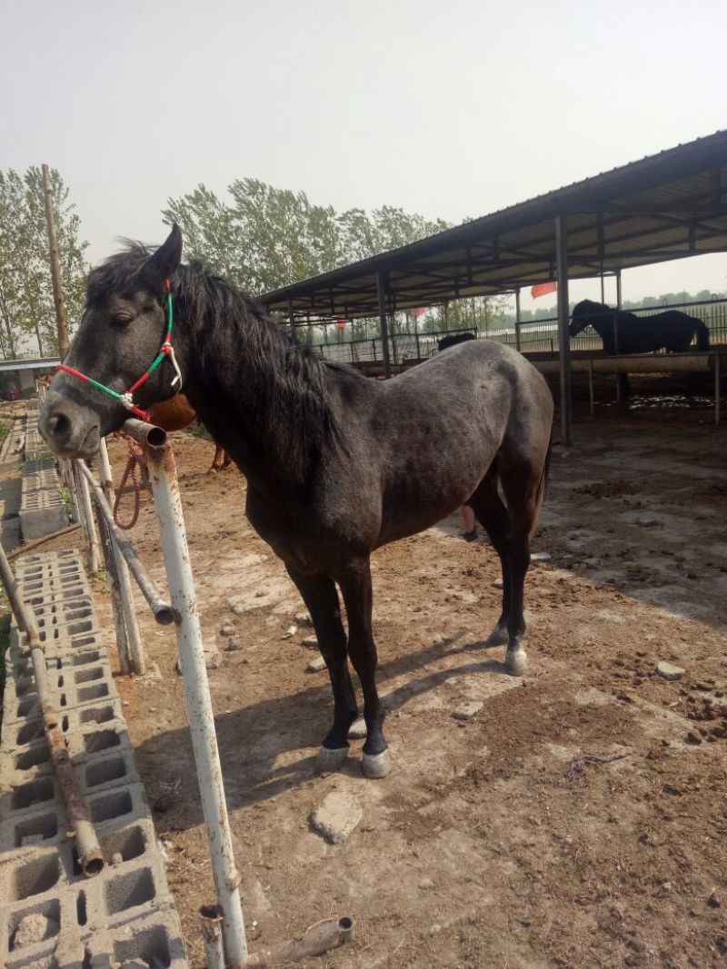 汗血马400~500kg