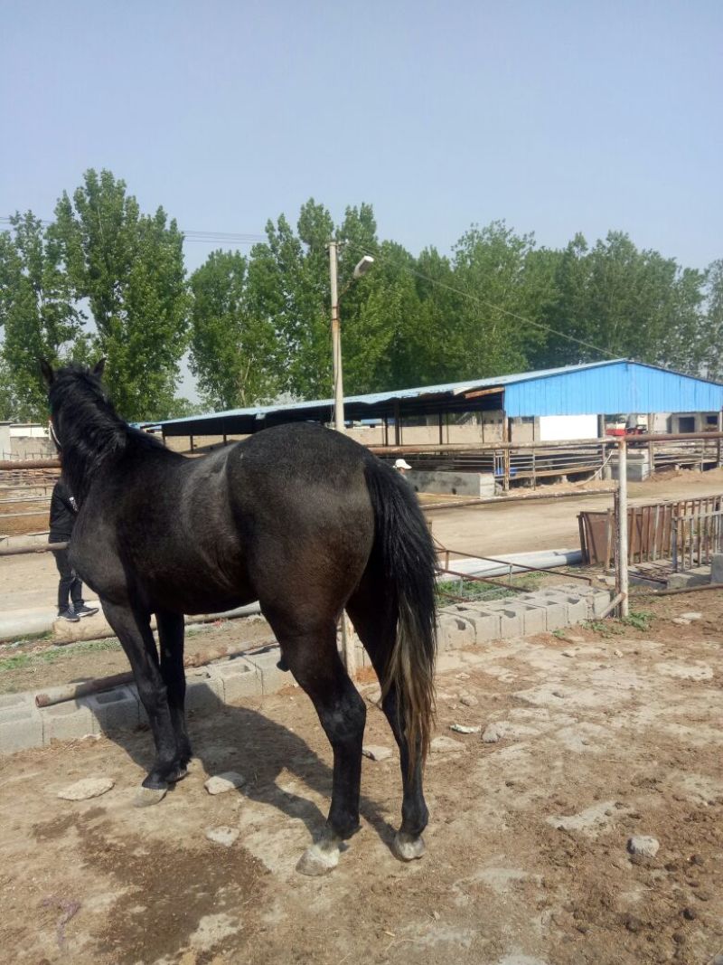 汗血马400~500kg