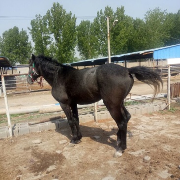 汗血马400~500kg