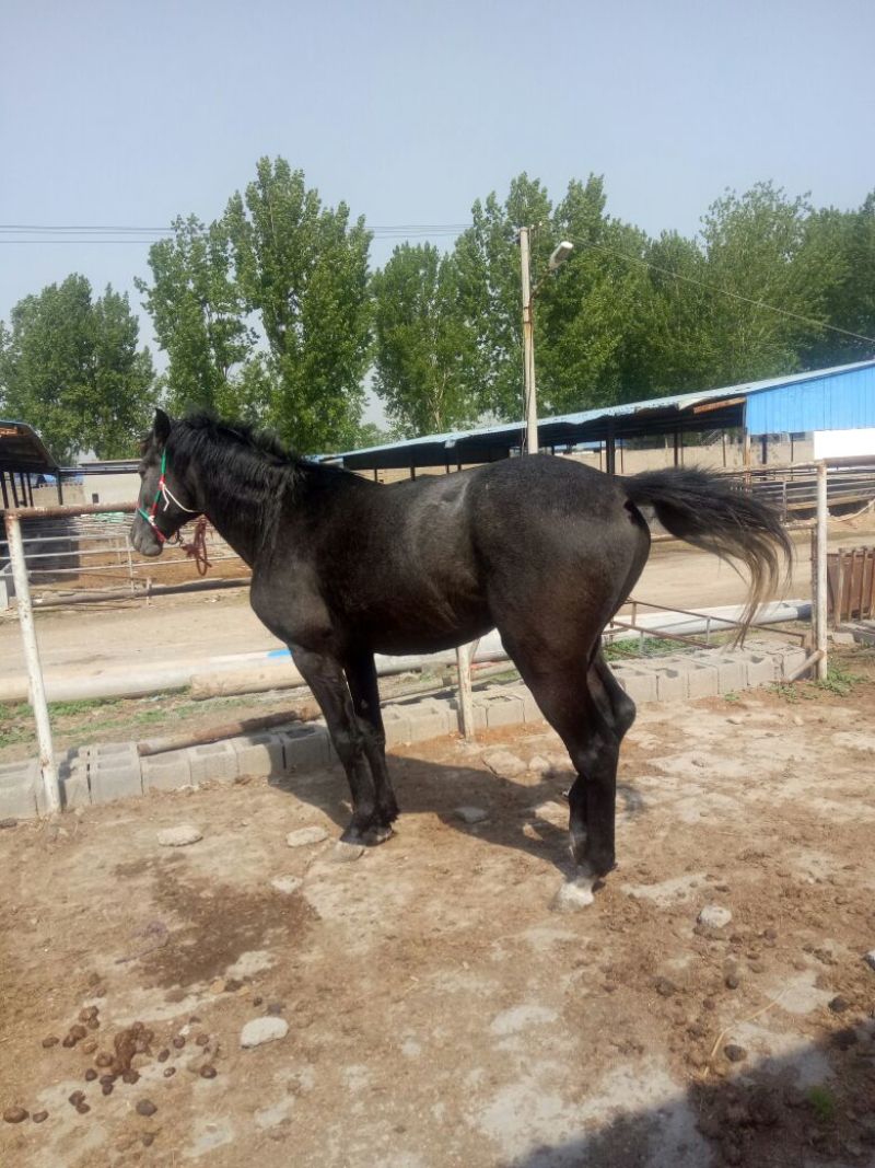 汗血马400~500kg