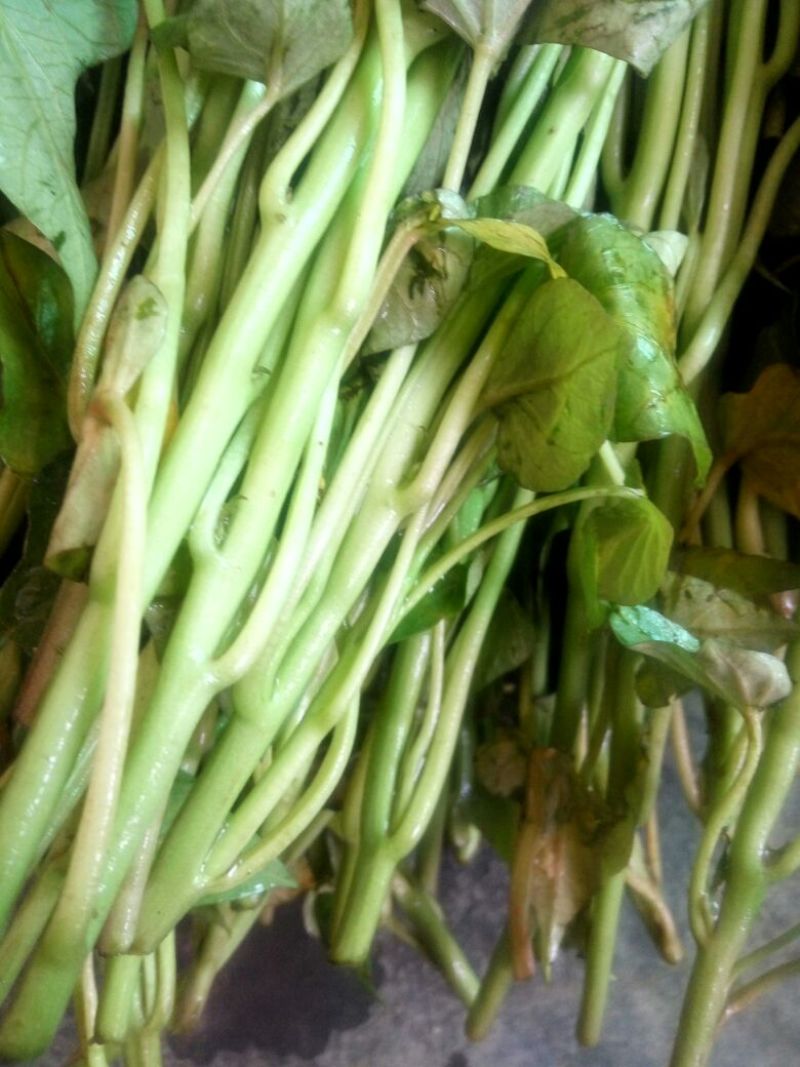 红薯苗15~25cm