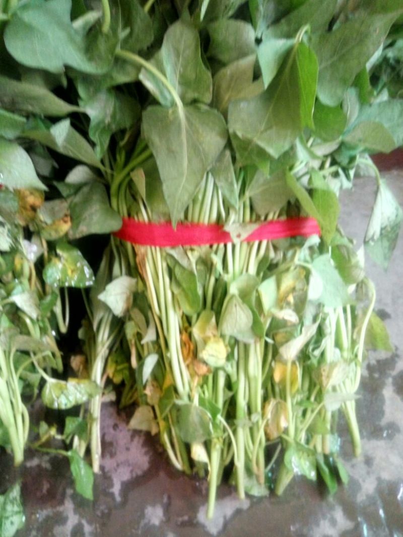 红薯苗15~25cm