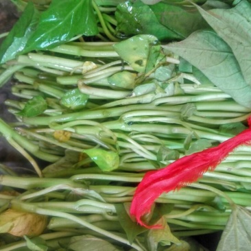 红薯苗15~25cm