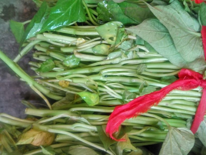 红薯苗15~25cm