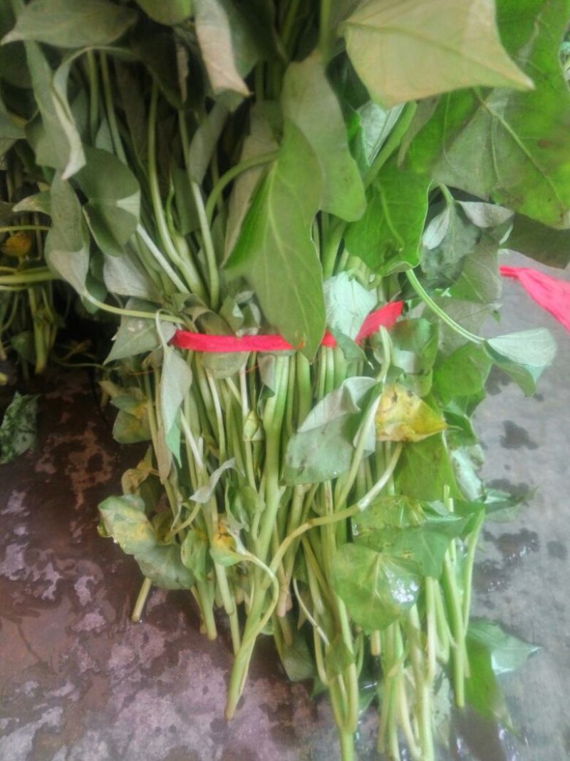 红薯苗15~25cm
