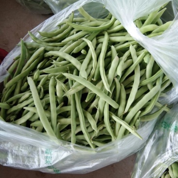扁青芸豆15cm以上