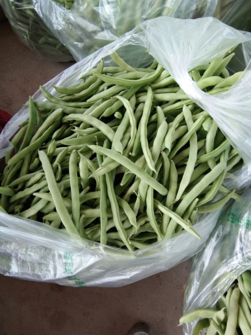 扁青芸豆15cm以上